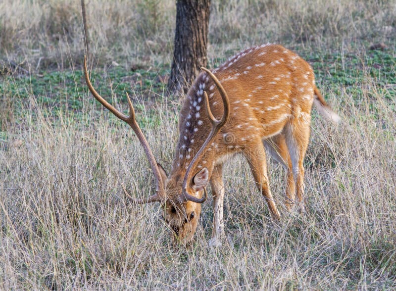 Male Spotted deer in antlers, Axis axis grazing in the forest of Ranthambhore, Rajasthan, India. Male Spotted deer in antlers, Axis axis grazing in the forest of Ranthambhore, Rajasthan, India