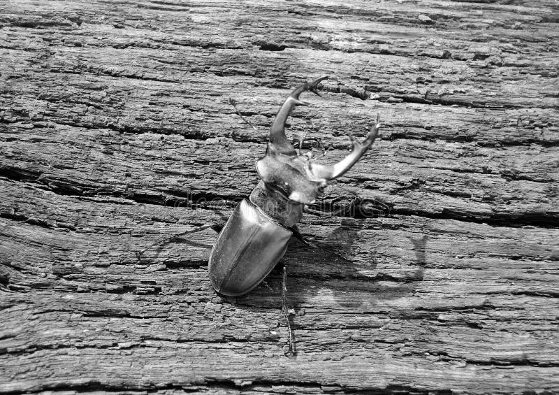 Male Stag Beetle with Long and Sharp Jaws in Wild Forest Stock Photo ...