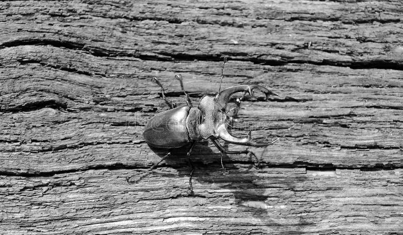 Male Stag Beetle with Long and Sharp Jaws in Wild Forest Stock Image ...