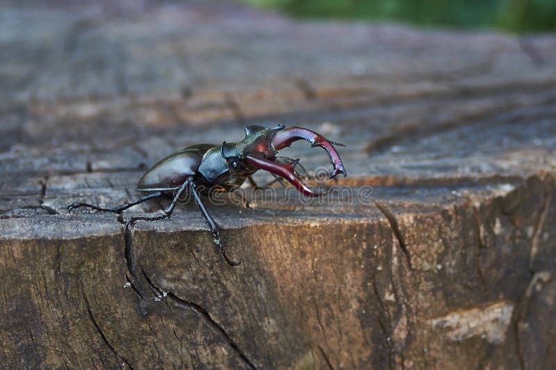Stag beetle stock photo. Image of bite, insect, fight 16720944
