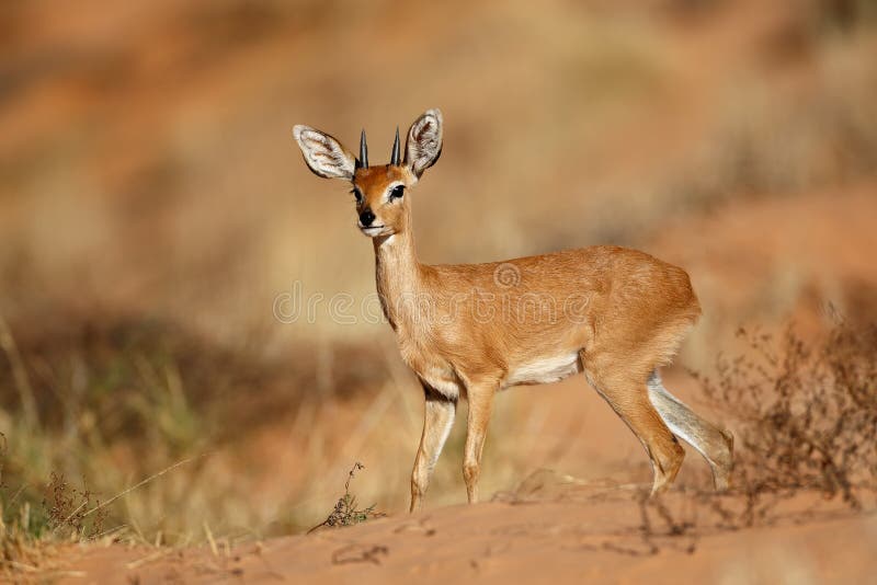 Male steenbok antelope Raphicerus campestris, Kalahari desert, South Africa. Male steenbok antelope Raphicerus campestris, Kalahari desert, South Africa