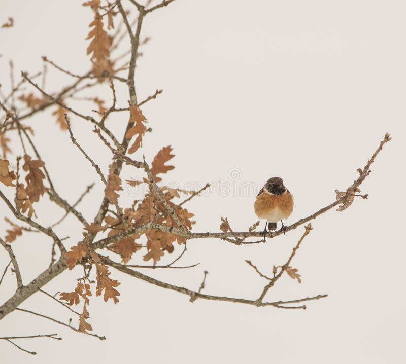 Stonechat perching on an oak.