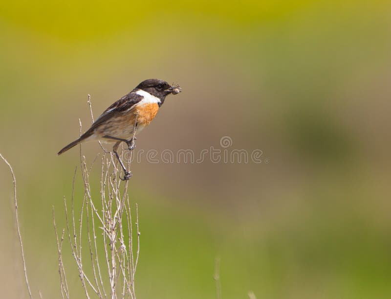 Male Stonechat with spider