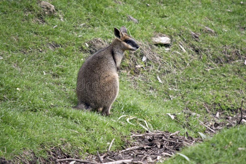 This is a male swamp wallaby royalty free stock photography