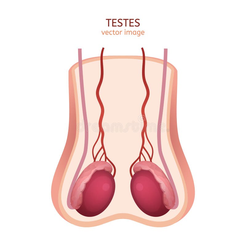 Male Testes Image