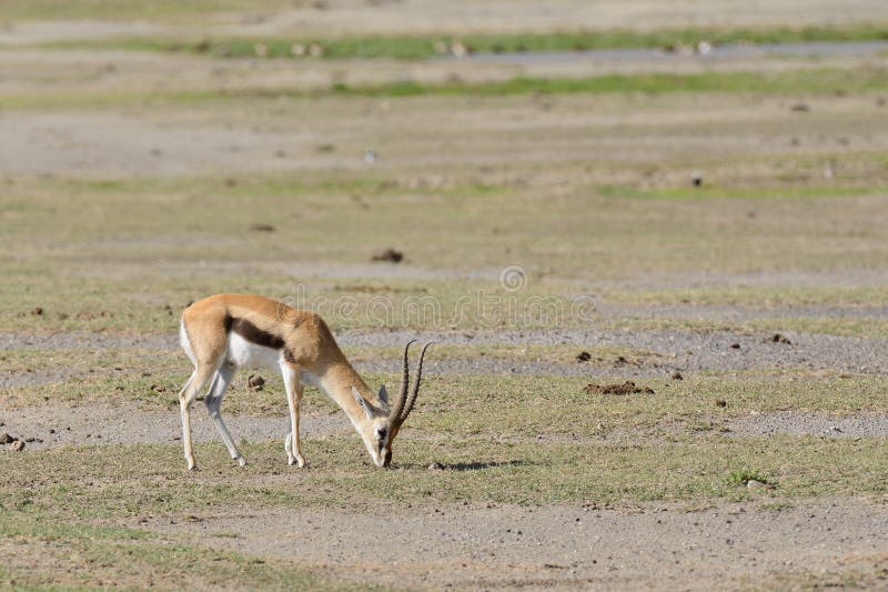 Closeup of Thompson`s Gazelle scientific name: Gazella thompsoni, or `Swala tomi ` in Swaheli in the Ngorongoro, Tanzania. Closeup of Thompson`s Gazelle scientific name: Gazella thompsoni, or `Swala tomi ` in Swaheli in the Ngorongoro, Tanzania