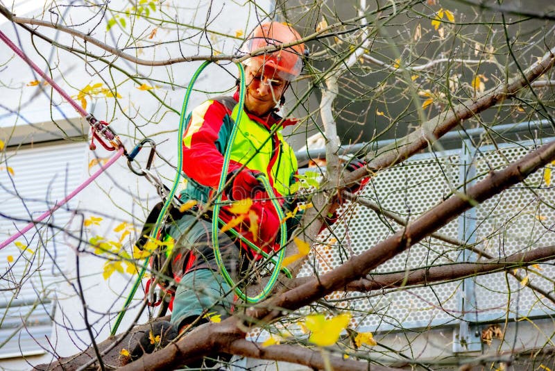 male tree surgeon in protective working clothes cutting branches outdoors in a garden in Vienna. male tree surgeon in protective working clothes cutting branches outdoors in a garden in Vienna