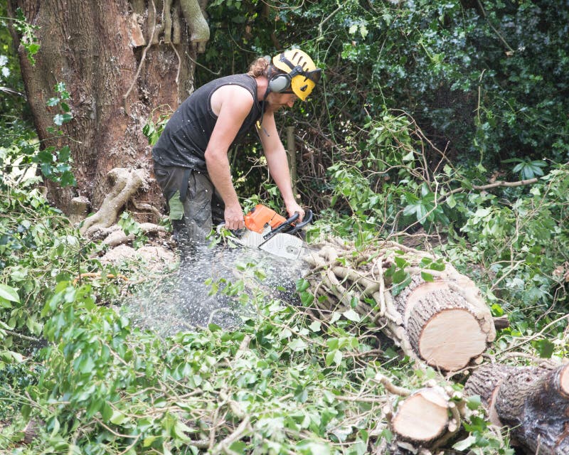 Male Tree Surgeon using a chainsaw on the ground to cut a falled tree into small pieces.