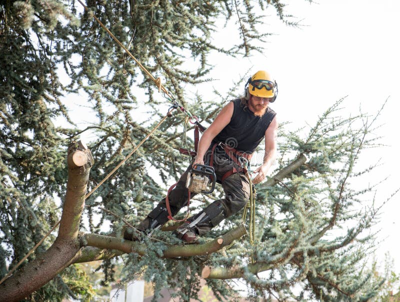 Male Tree Surgeon using a chainsaw royalty free stock images Male Tree Surgeon using a chainsaw royalty free stock images