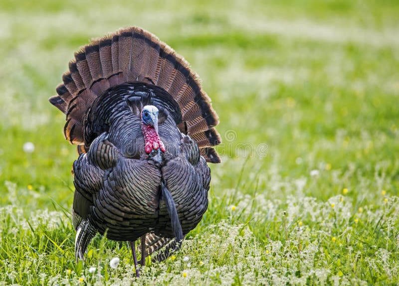 In a field of wildflowers, a male turkey displays his feathers.