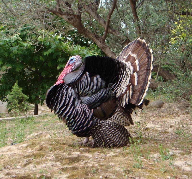 Male turkey stock photo. Image of domesticated, bird 65994570