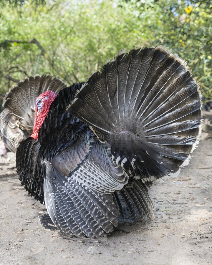 A male turkey, the large bird in the genus Meleagris royalty free stock photo