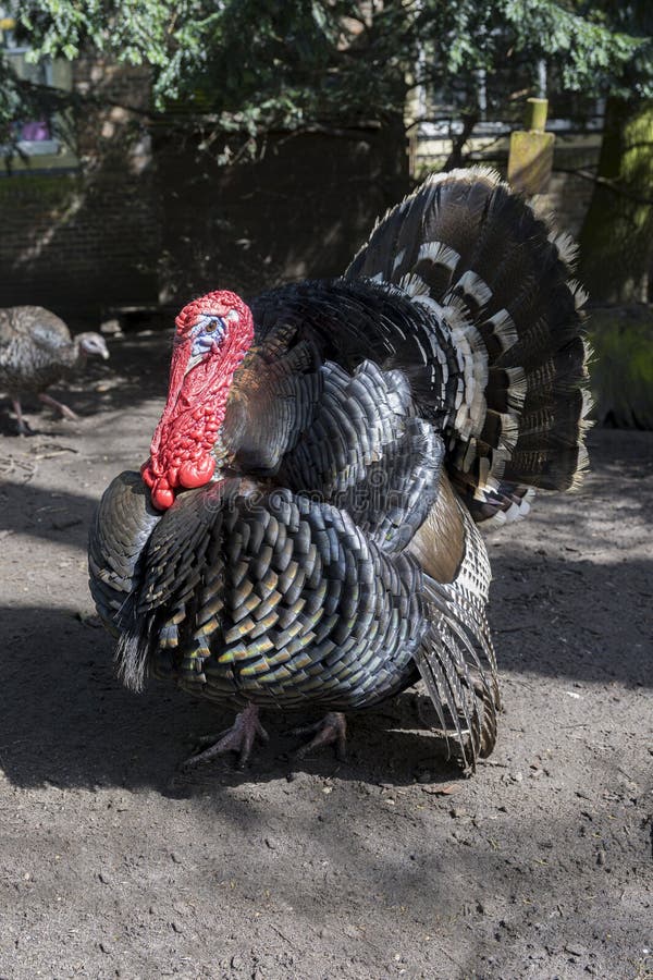A male turkey, the large bird in the genus Meleagris royalty free stock image