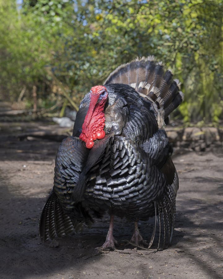 A male turkey, the large bird in the genus Meleagris royalty free stock photography