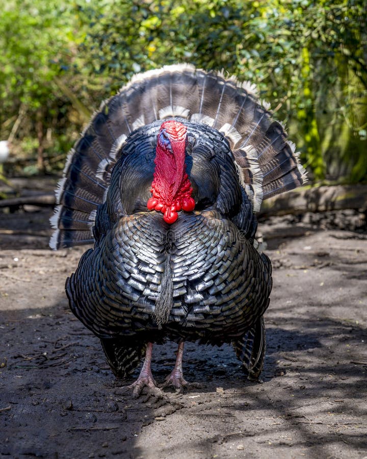 A male turkey, the large bird in the genus Meleagris stock photography