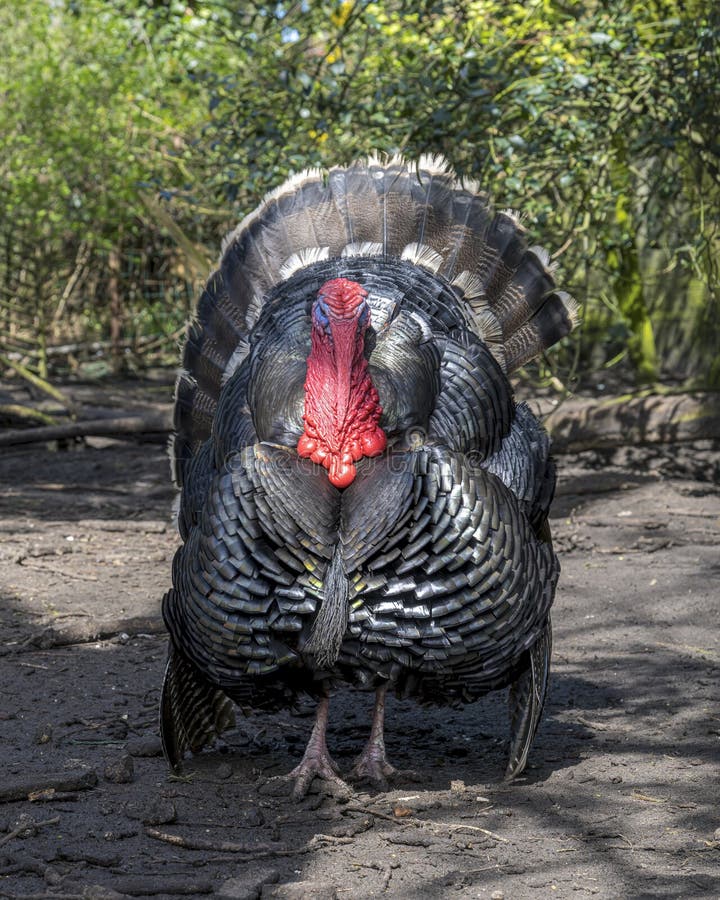 A male turkey, the large bird in the genus Meleagris royalty free stock image
