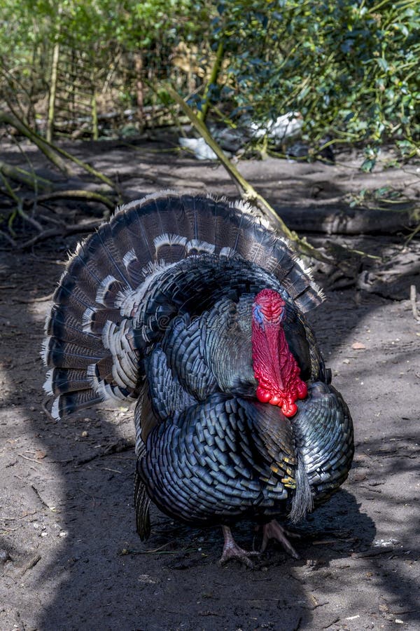 A male turkey, the large bird in the genus Meleagris stock photo