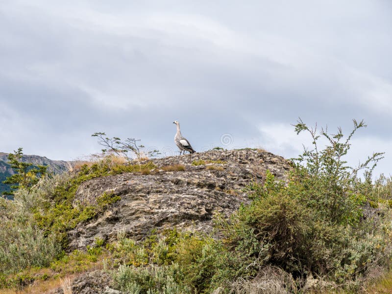 Upland Magellan Goose Family Torres Del Paine National Par…