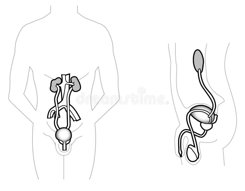 Human Urinary System Drawn By Lines Stock Vector (Royalty Free) 1884067906  | Shutterstock