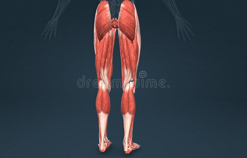 Male Muscles of the Lower Limb Stock Illustration Illustration of