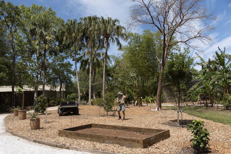 A Male Volunteer Working In A Botanical Garden Editorial