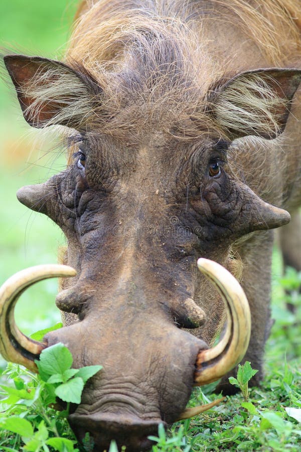 Male warthog grazing on savanna, Ghana