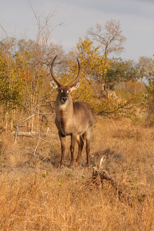 Male Waterbuck