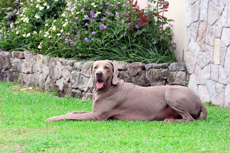 large weimaraner