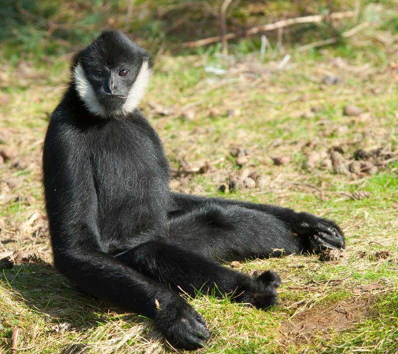 Male White-cheeked gibbon