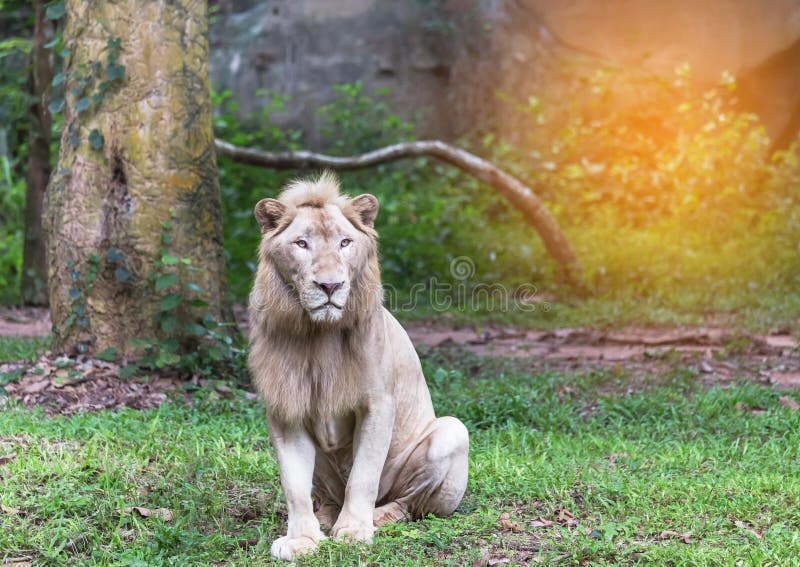 Lions Sitting Down and Relaxing at the Zoo with Beautiful Greenery