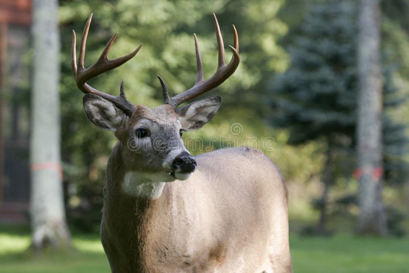 Male White Tailed Deer Stock Photo - Image: 561070