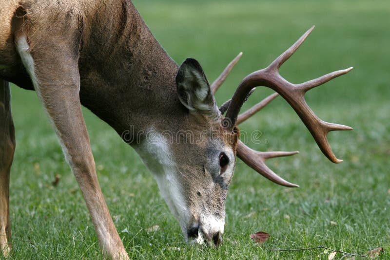 Male White Tailed Deer Grazing royalty free stock images