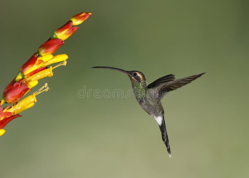 Male White-whiskered Hermit Feed på en blomma - Ecuador royaltyfria bilder