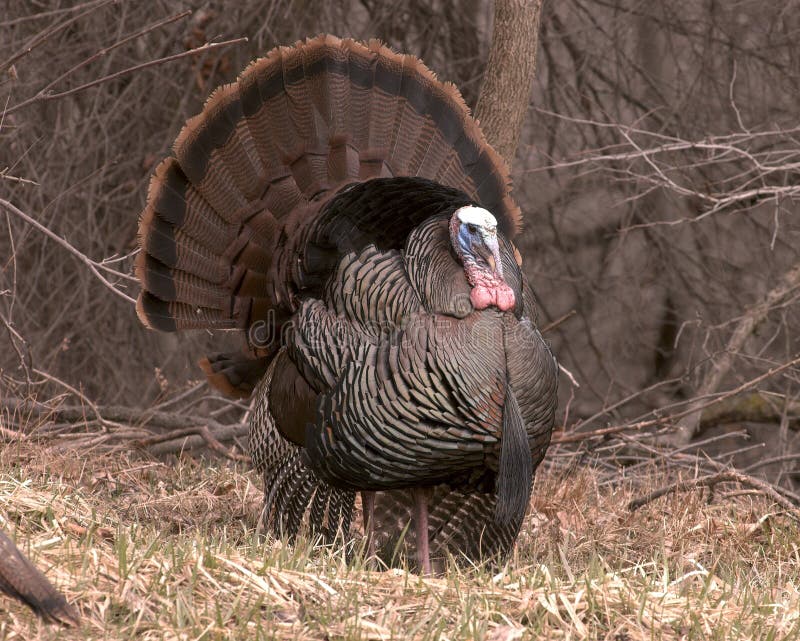 Male Wild Turkey Stock Photos Image 636053