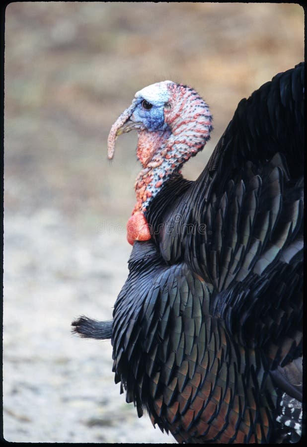 Male Wild Turkey Stock Photo Image Of State Portrait 90093920