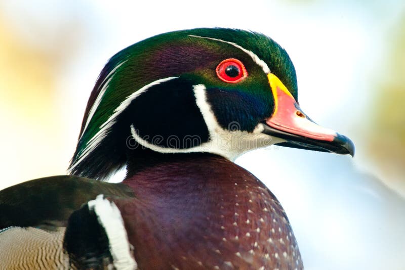Wood Duck stock image. Image of duck, sponsa, nature 49296929