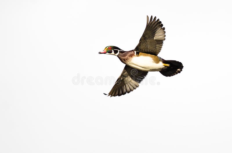 Wood Duck Flying on a White Background