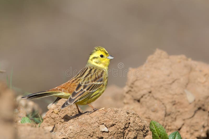 Male Yellowhamer perched on the ground