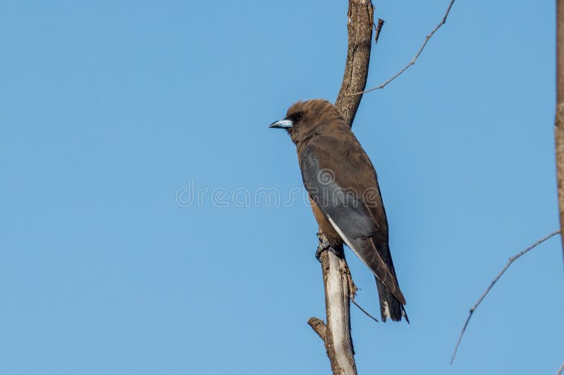 Attractive dark brown woodswallow easily identified by white wing stripe. Attractive dark brown woodswallow easily identified by white wing stripe.