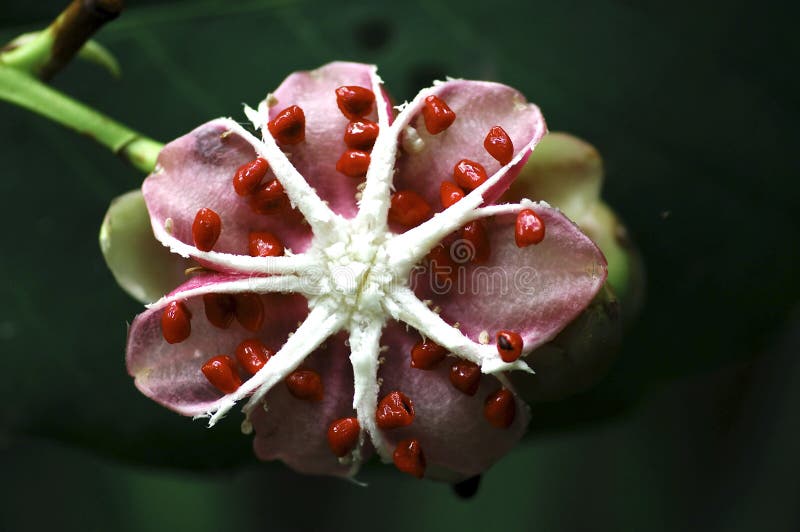 Maleisië, Penang: Bloemen in de wildernis stock foto Maleisië, Penang: Bloemen in de wildernis stock foto