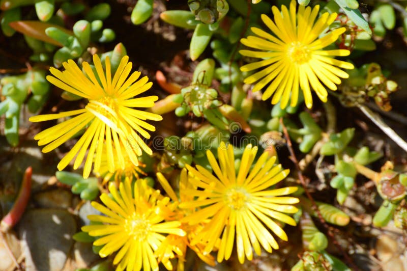 Malephora luteola yellow ice plant