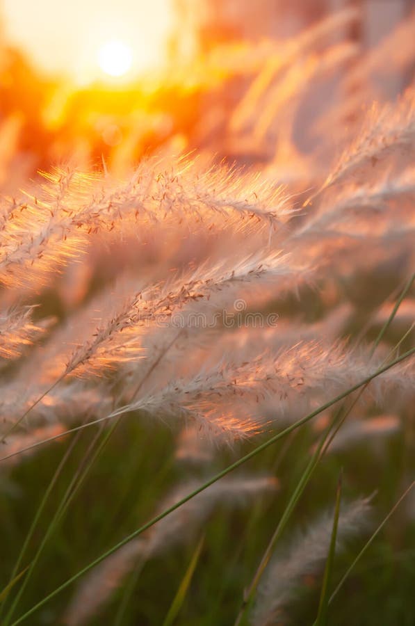 Malerisches cogon bedecken Blumen bei Sonnenuntergang, Naturszene im Sommer mit Gras stockfotografie Malerisches cogon bedecken Blumen bei Sonnenuntergang, Naturszene im Sommer mit Gras stockfotografie