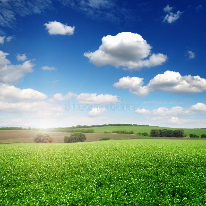Malerisches Erbsenfeld und blauer Himmel lizenzfreies stockbild