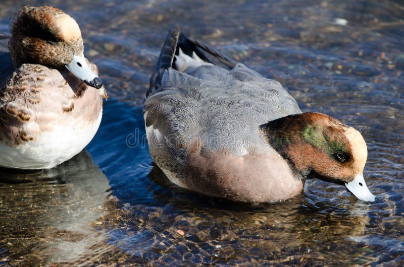 Males Eurasian wigeons.