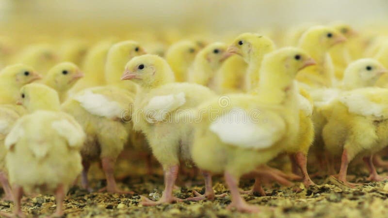Mali kurczaki chodzą na inciubator podłoga z adra