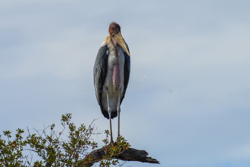 Malibu Stork, Leptoptilos crumenifer standing upright on branch of tree, showing pink sagging gullet, looking at camera, with blue sky in background, Kruger National Park, South Africa. Malibu Stork, Leptoptilos crumenifer standing upright on branch of tree, showing pink sagging gullet, looking at camera, with blue sky in background, Kruger National Park, South Africa