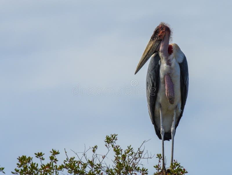 Malibu Stork, Leptoptilos crumenifer standing upright on branch of tree, showing pink sagging gullet, looking left, with blue sky in background, Kruger National Park, South Africa. Malibu Stork, Leptoptilos crumenifer standing upright on branch of tree, showing pink sagging gullet, looking left, with blue sky in background, Kruger National Park, South Africa