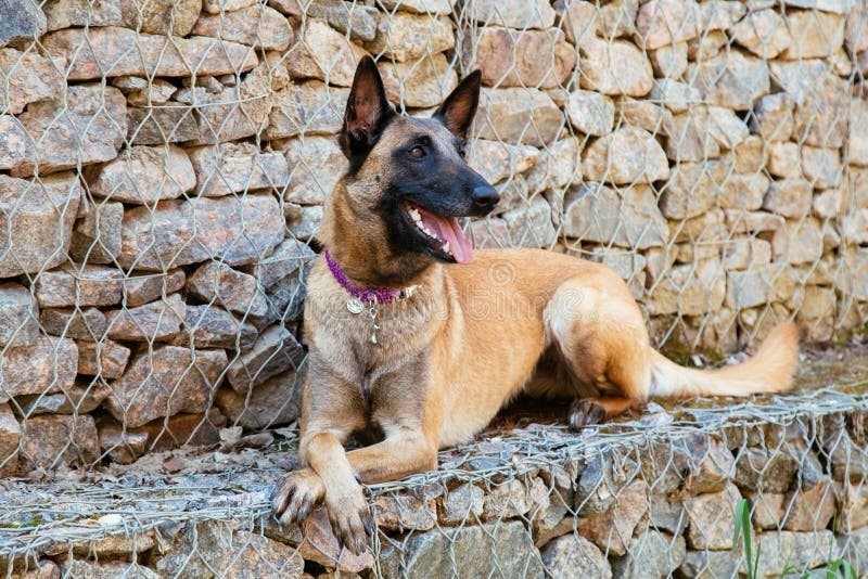 Malinois Belgian Shepherd dog royalty free stock photography