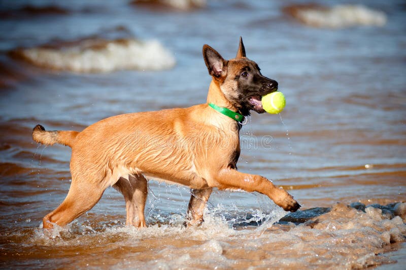 Malinois belgisk sheperdvalp med en boll royaltyfri foto Malinois belgisk sheperdvalp med en boll royaltyfri foto