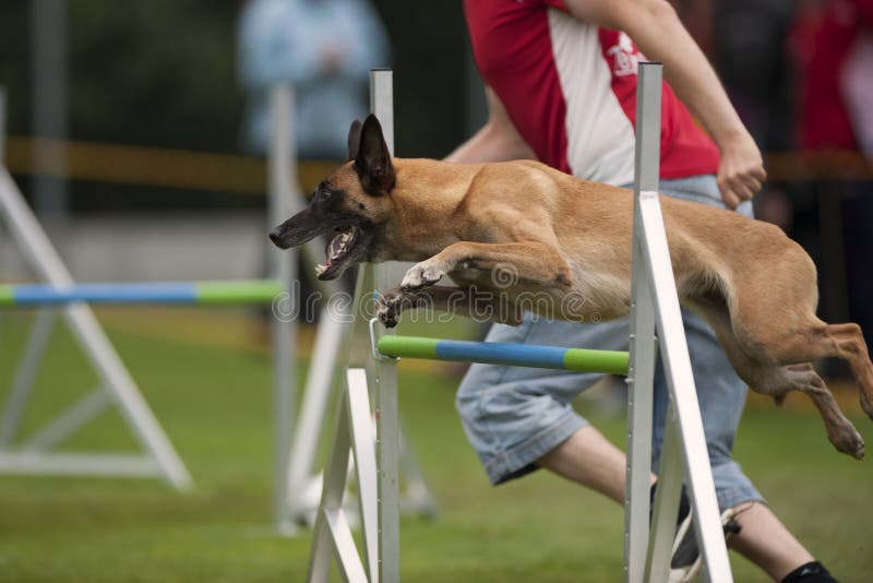 Malinois en obstáculo de la competencia de la agilidad solo imagenes de archivo Malinois en obstáculo de la competencia de la agilidad solo imagenes de archivo